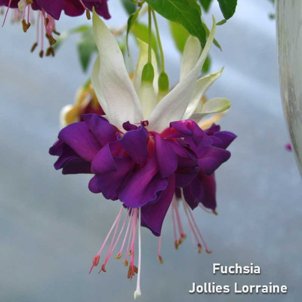 Fuchsia Jollies Lorraine Fuchsia Jollies Lorraine