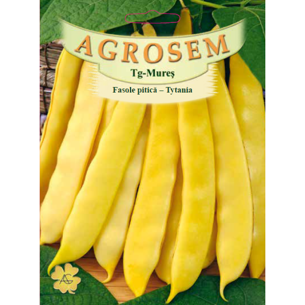 Seminte de Fasole pitica Tytania - BigPack - AS - Phaseolus vulgaris var. nanus Seminte de Fasole pitica Tytania - BigPack - AS - Phaseolus vulgaris var. nanus