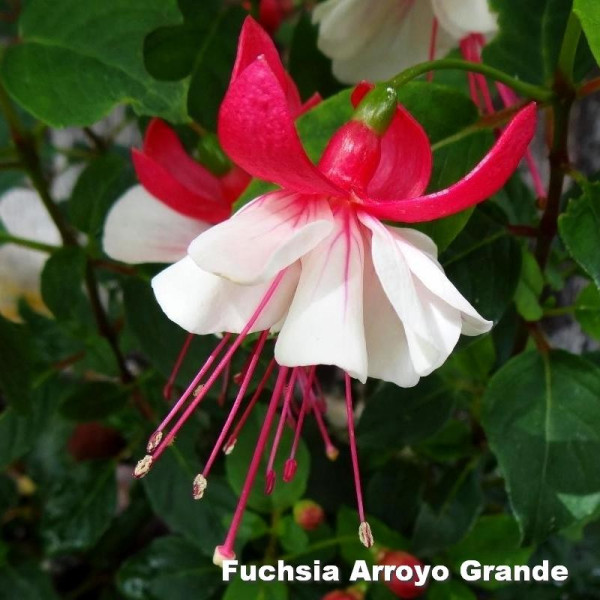Fuchsia Arroyo Grande Fuchsia Arroyo Grande