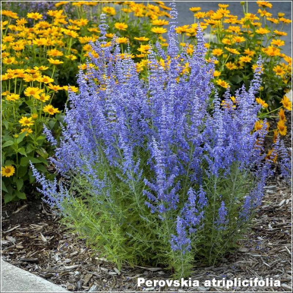 Perovskia atriplicifolia Perovskia atriplicifolia