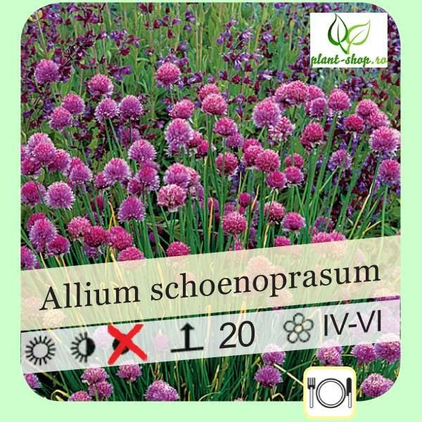 Allium schoenoprasum Allium schoenoprasum