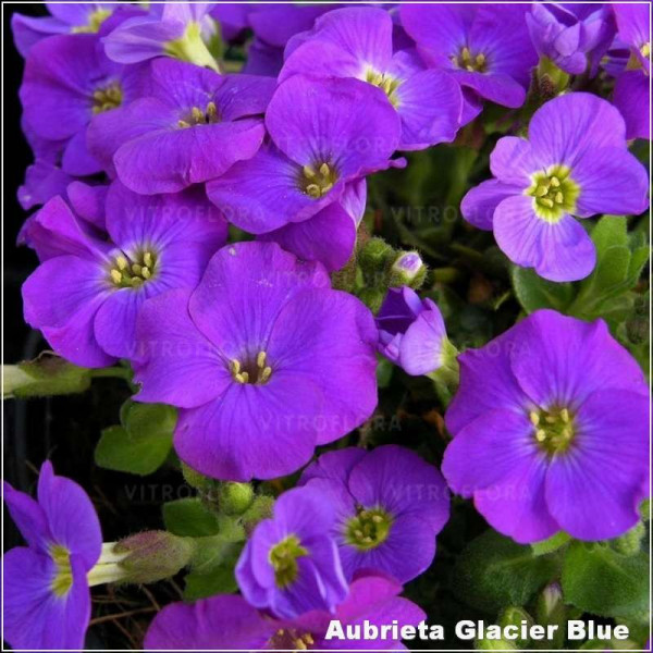 Aubrieta Glacier Blue Aubrieta Glacier Blue
