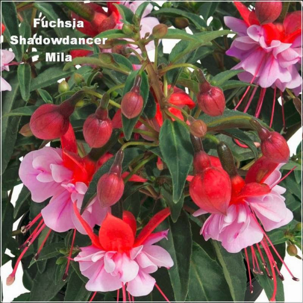 Fuchsia Shadowdancer Mila Fuchsia Shadowdancer Mila