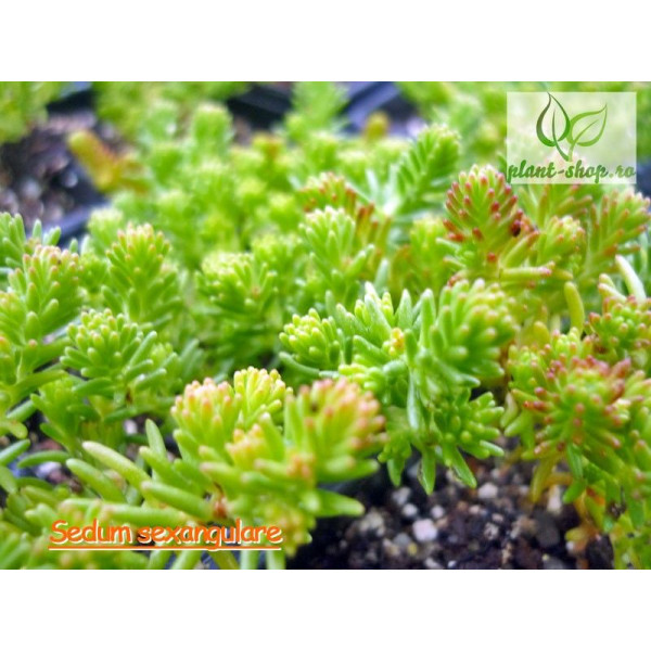 Sedum sexangulare Pack 10 plante Sedum sexangulare Pack 10 plante