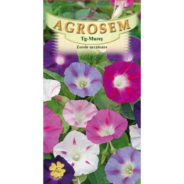 Zorele urcatoare seminte - Ipomoea purpurea mix Zorele urcatoare seminte - Ipomoea purpurea mix