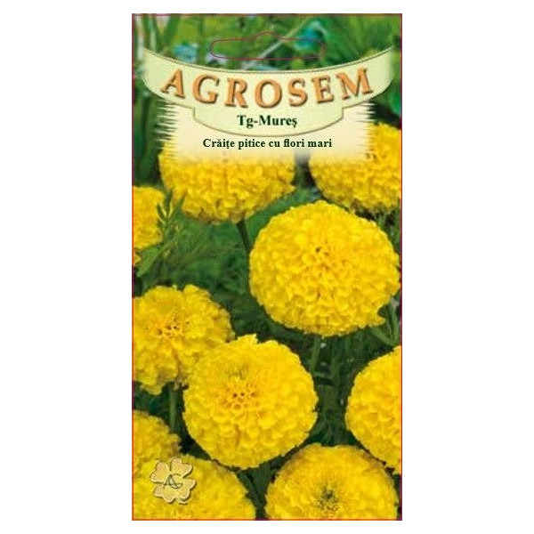 Craite pitice cu flori mari seminte - Tagetes erecta nana galbene Craite pitice cu flori mari seminte - Tagetes erecta nana galbene
