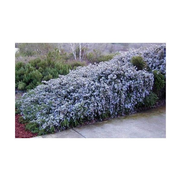 Rosmarinus officinalis "Blue Rain" Rosmarinus officinalis "Blue Rain"