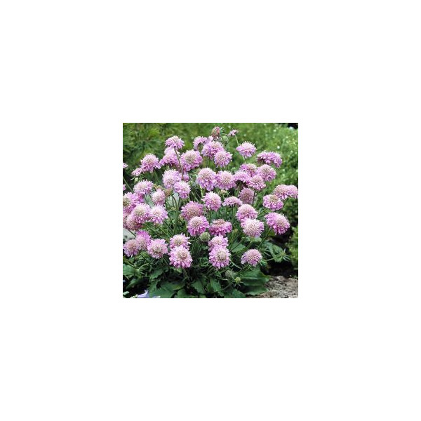 Scabiosa japonica Blue Note Scabiosa japonica Blue Note