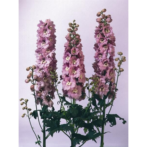 Delphinium x cultorum "Magic Fountain Cherry-white" Delphinium x cultorum "Magic Fountain Cherry-white"