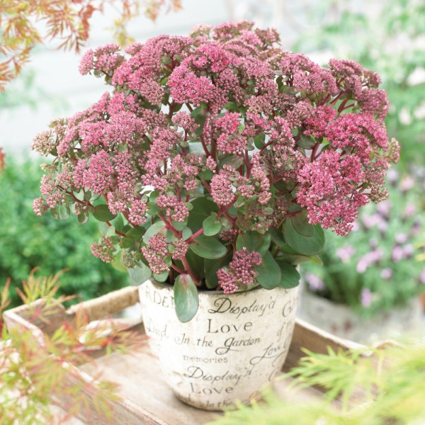 Sedum telephium Seduction Green-Pink G-9 Sedum telephium Seduction Green-Pink G-9