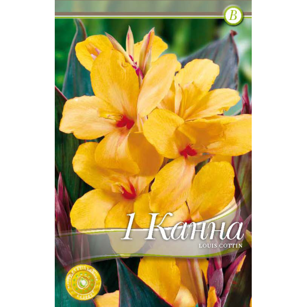 Canna indica Louis Cottin Canna indica Louis Cottin