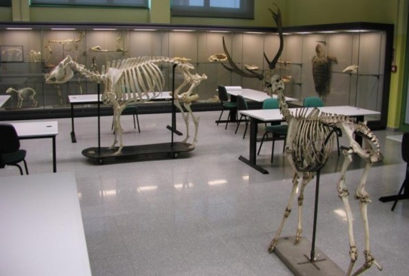 Museo Didattico di Medicina Veterinaria a Legnaro