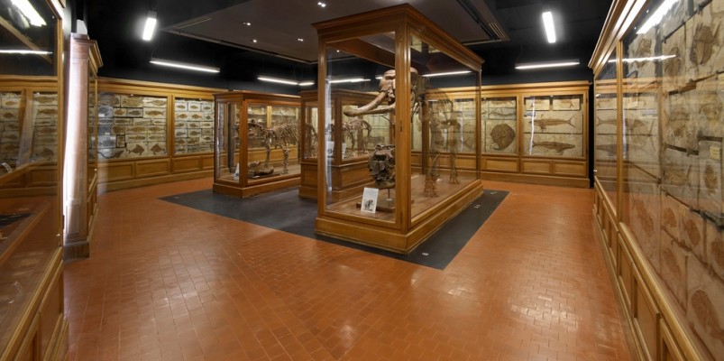Museo di Geologia e Paleontologia a Padova