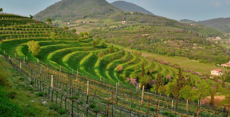 Muvi - Museo del Vino Colli Euganei a Vo' Euganeo
