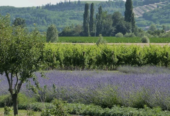 Arquà Petrarca riscopre la Lavanda