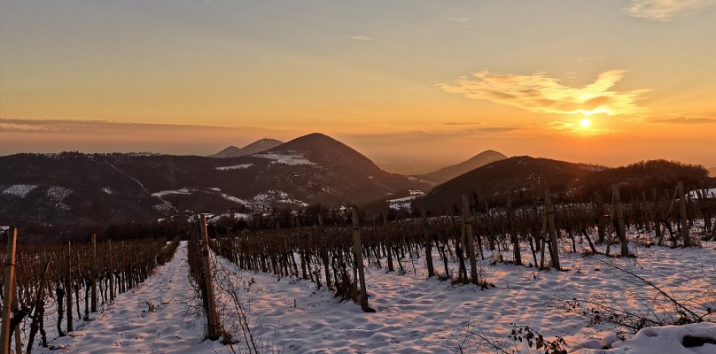 Cantine Aperte a Natale sui Colli Euganei