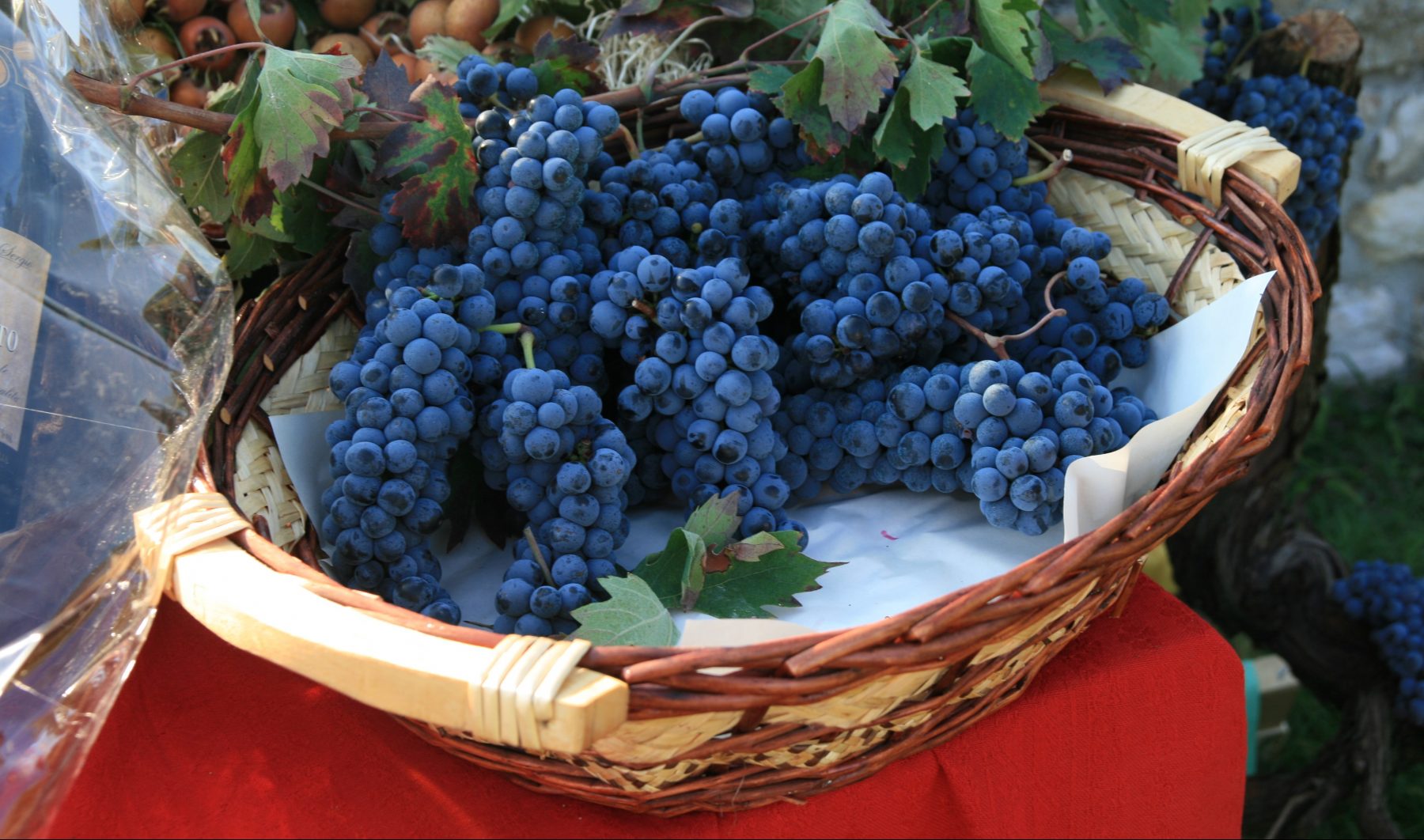 Cantine Aperte a San Martino sui Colli Euganei