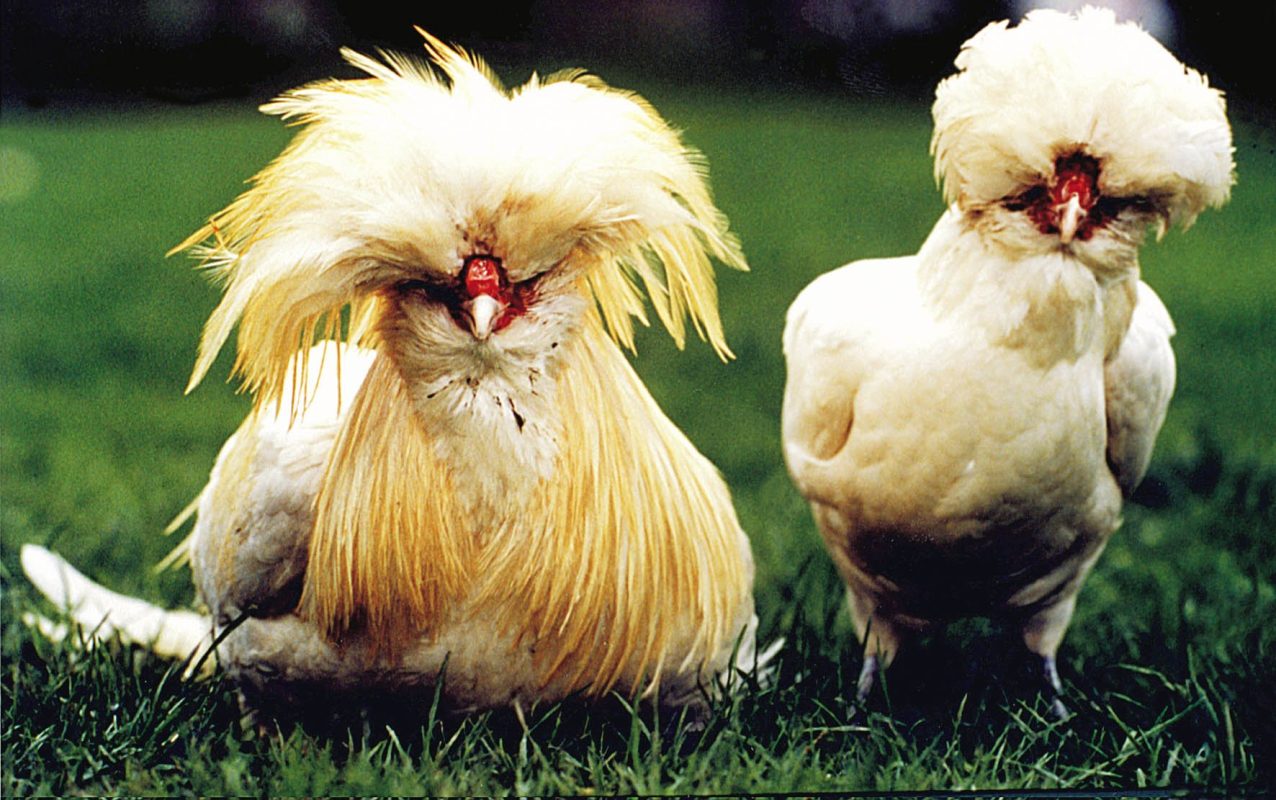 Gallina Padovana