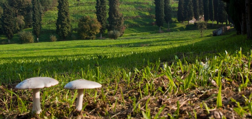 Festa del Fungo a Teolo