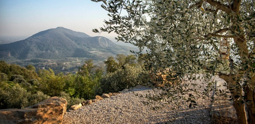 Andar per Vigne e Ulivi sulla Strada del Vino dei Colli Euganei