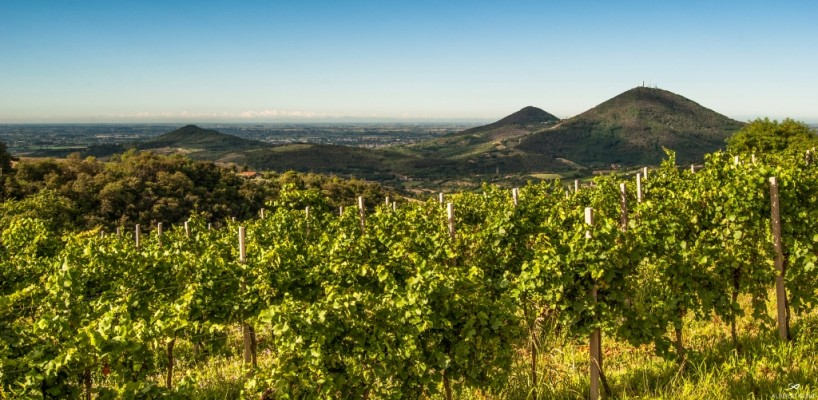 Eventi sulla Strada del Vino dei Colli Euganei
