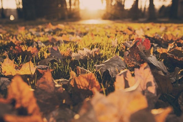 Colori d'Autunno a Montegrotto Terme
