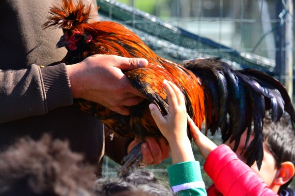 Fiera della Gallina di Polverara