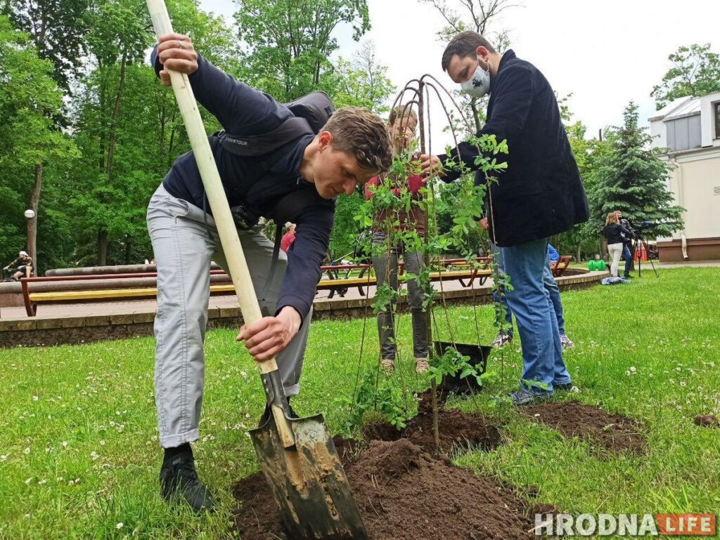 6000 дрэваў і 7000 кустарнікаў высадзяць у Гродне, каб кампенсаваць ранейшыя вырубкі