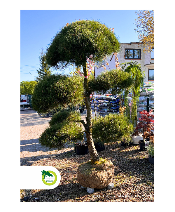 Bonsai Pinus Nigra Cm