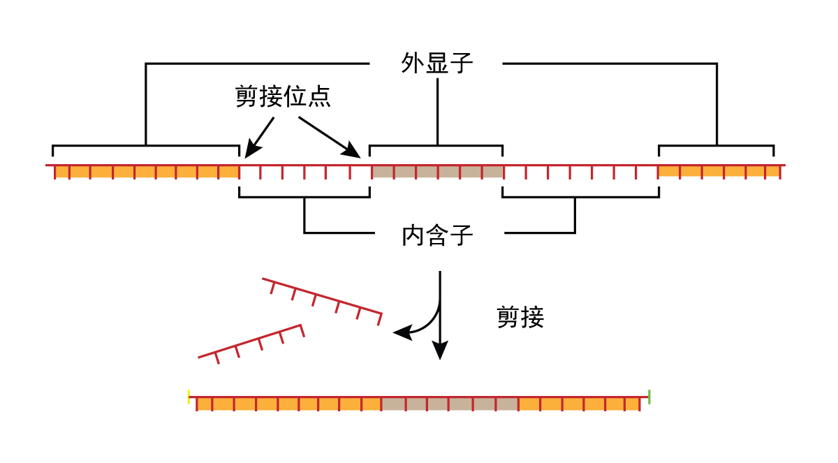 外显子