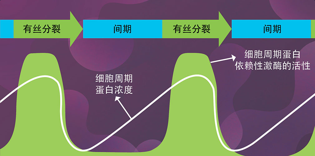 细胞周期蛋白 细胞周期蛋白