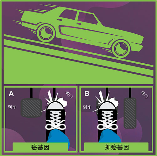 癌基因与抑癌基因 癌基因与抑癌基因