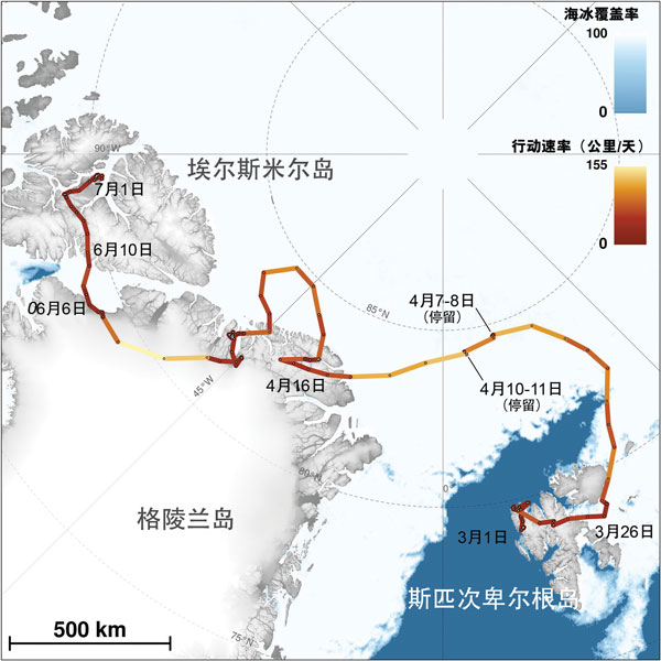 arctic-fox-journey arctic-fox-journey