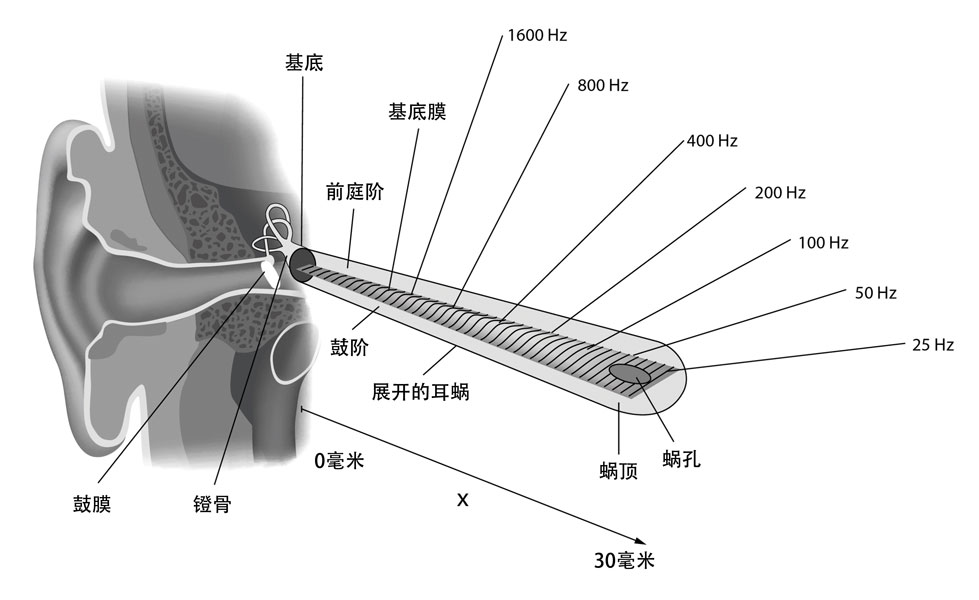 内耳的耳蜗 内耳的耳蜗