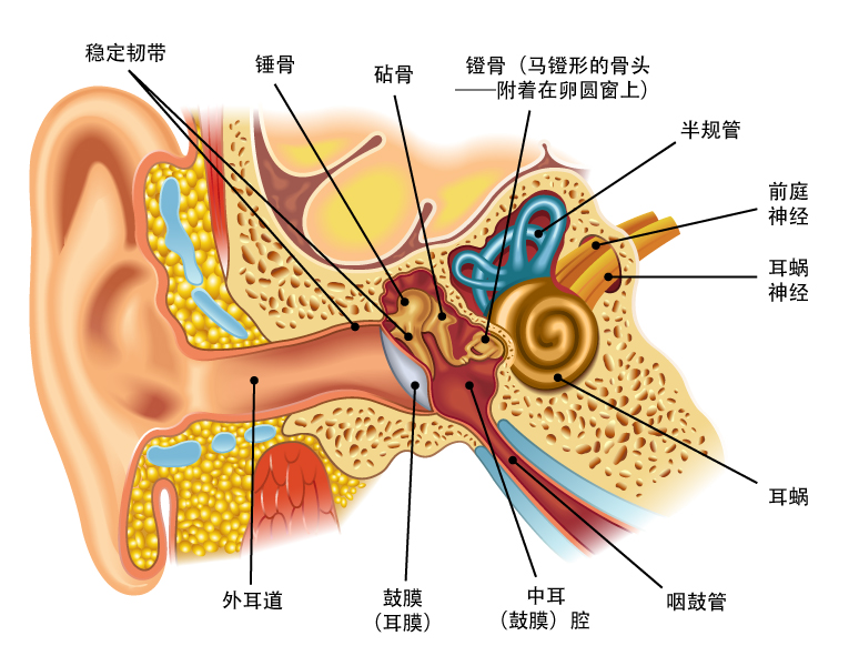 人耳结构 半根管