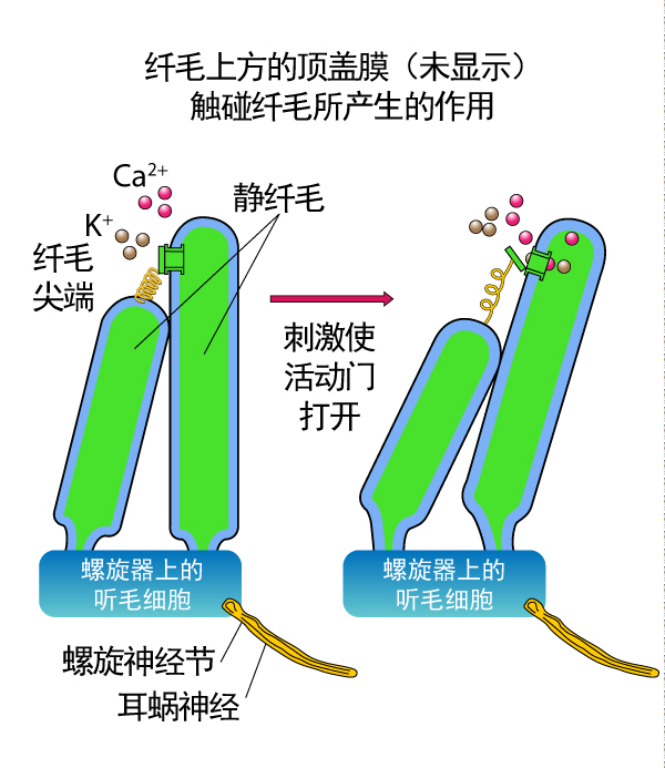 纤毛 纤毛