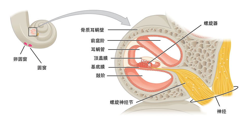 人耳的工作原理 人耳的工作原理
