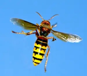 bee bee