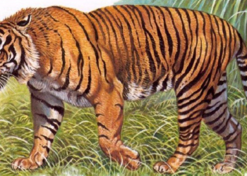 Найденный волос поставил под вопрос данные о вымирании яванских тигров