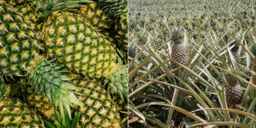 5 удивительных фактов об ананасах