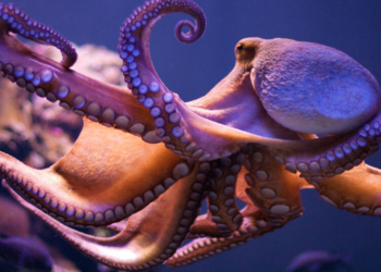 Потепление океанов может привести к исчезновению осьминогов