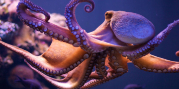 Потепление океанов может привести к исчезновению осьминогов