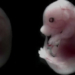 Учёные выяснили, почему эмбрионы иногда «впадают в спячку»