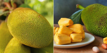Что такое джекфрут и какие его полезные свойства