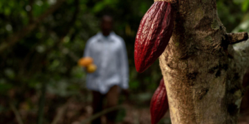 Вирус поражает плантации какао