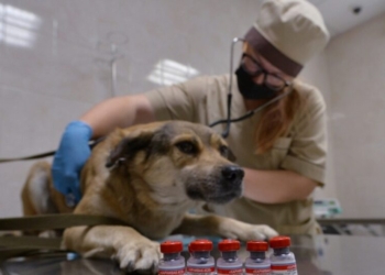 Из российских ветаптек исчезли вакцины для собак и кошек