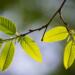 Учёные рассказали, зачем на листьях прожилки
