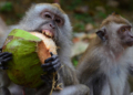 Исследование чувства ритма: обезьяны научились отбивать чечетку под Backstreet Boys