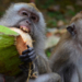 Исследование чувства ритма: обезьяны научились отбивать чечетку под Backstreet Boys