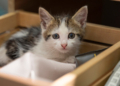 Кошки любят сидеть даже в воображаемых коробках – эксперимент